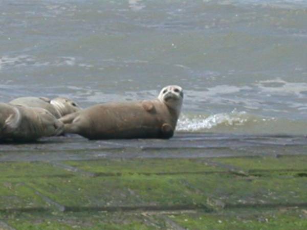 Studio Zeezicht De Sloep Koksijde