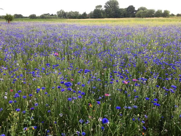 Vakantiewoning Babillie