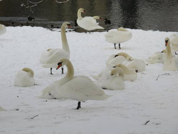 Forgatz' Zomerhuisje