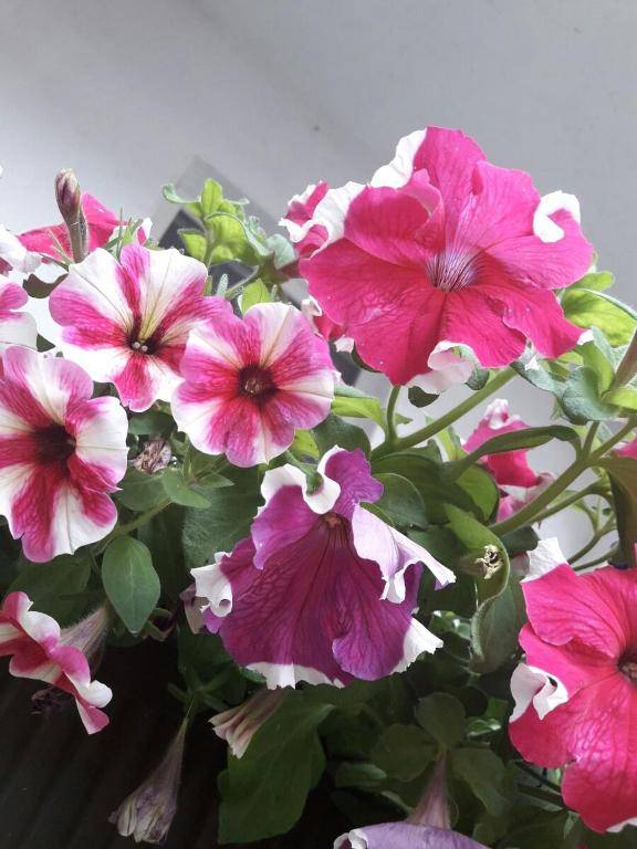 Guest House The House