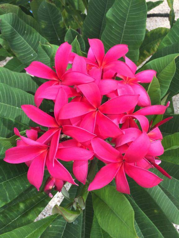 Kas Tuna Sabalpalm villas Bonaire