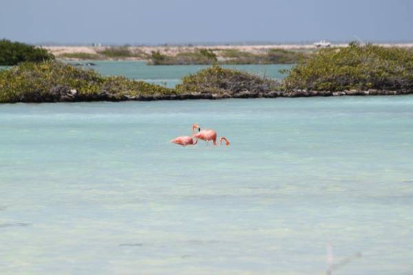 Bloozz resort Bonaire