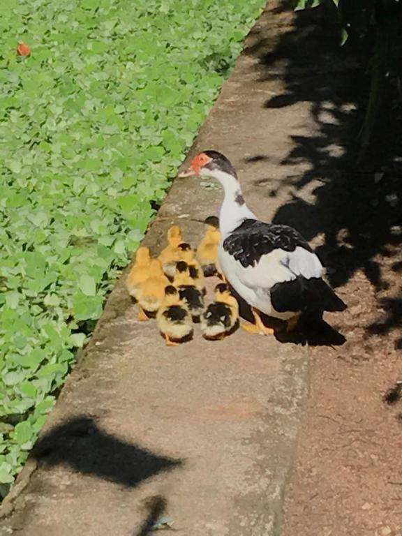 Villa Cachoeira da Rocha