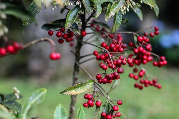 Rancho do Lucas - Cabana e Chalé
