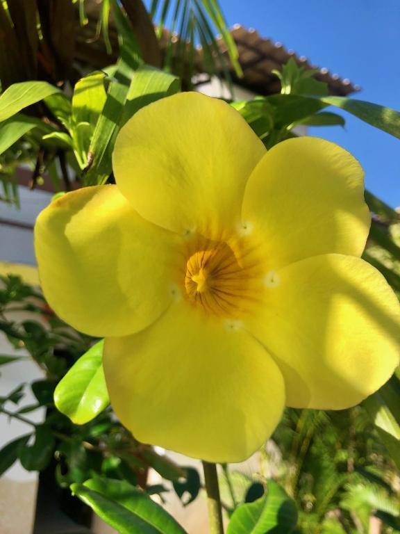 Pousada-Zen Bougainville