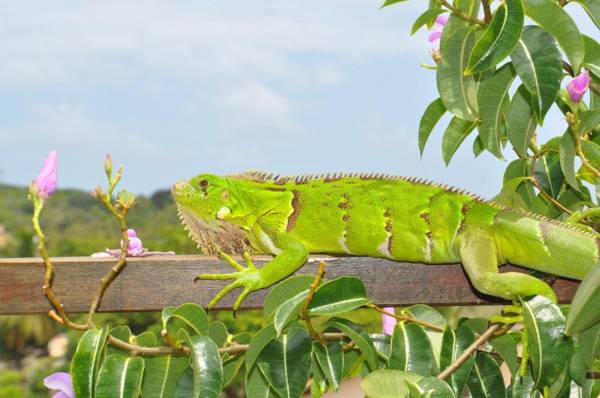 Pipa Panorama Aparthotel