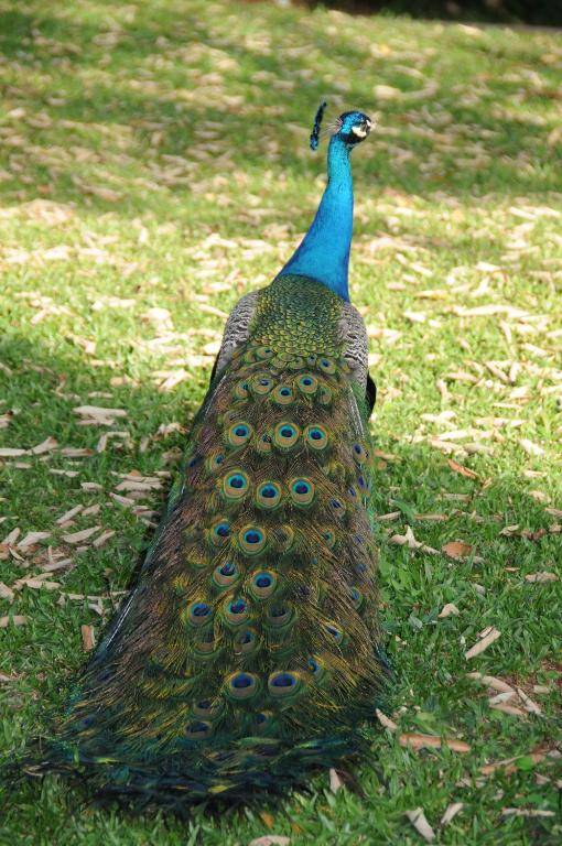 Grand Carimã Resort & Convention Center