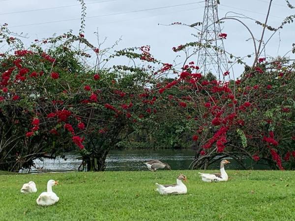 Hotel do Bosque Livyd Angra Resort