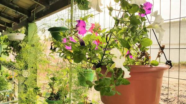 Pousada Flores de Bombinhas