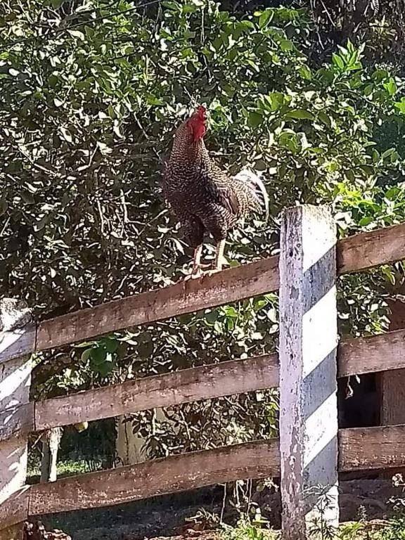 Pousada Fazenda e Pesqueiro Chalé da serra