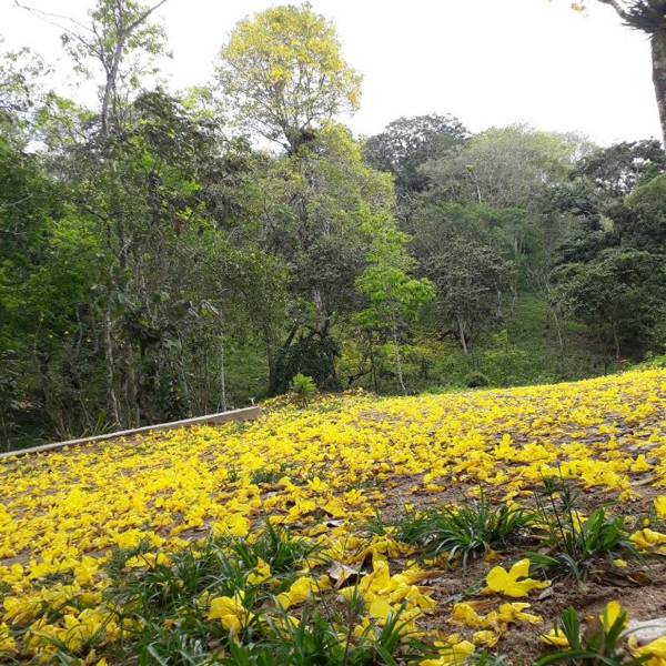 Condomínio Chalés Monte Suiço