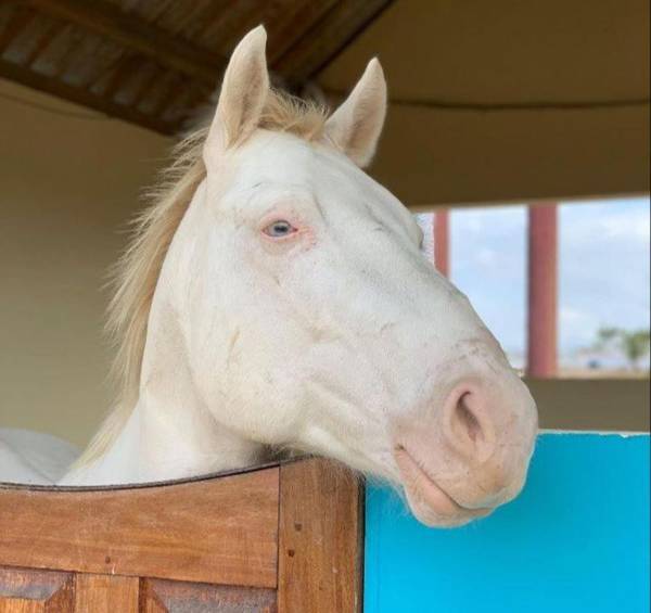 Fazenda Terra Bonita - Trilhas e Passeios a Cavalo - Suítes e Chalés Tipo Flat