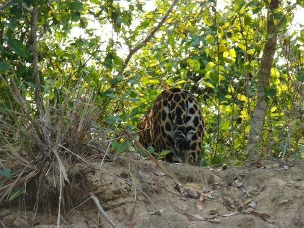 Spot Jaguar Pantanal Sul- Camping - Tour