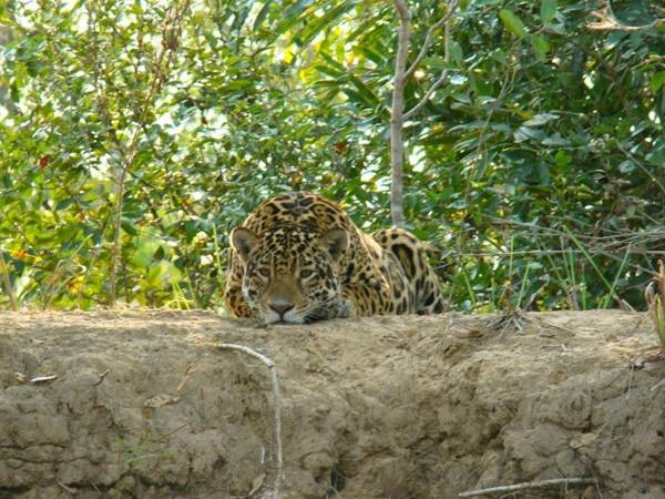 Spot Jaguar Pantanal Sul- Camping - Tour