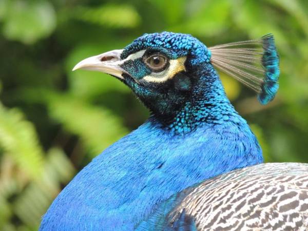 Chalés Família Fioreze