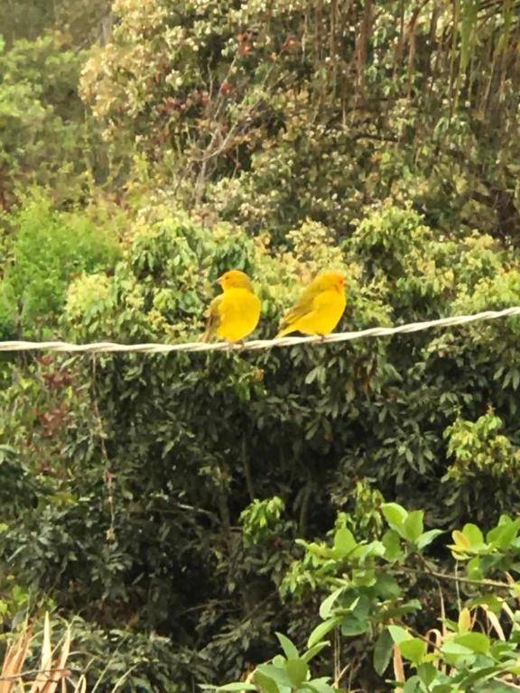 Rancho dos Pássaros Amarelos