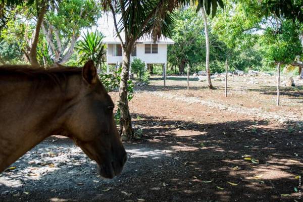 Horse Cottage Family house #3