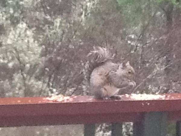 Wisteria Honeymoon Cottage - Guest House