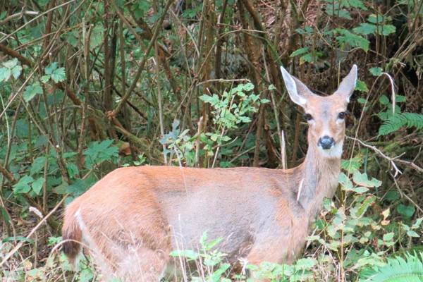 A Shack In The Woods