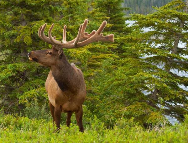 Jasper Downtown Hostel