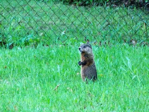 Bear & Butterfly Bed and Breakfast