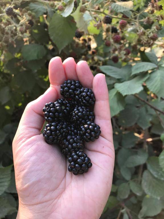 Wisteria Guest House