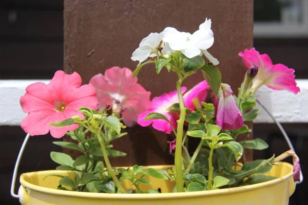 Serendib Bed and Breakfast