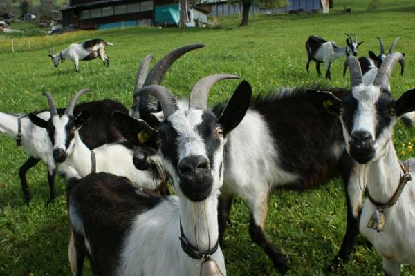 Gästehaus Alpina in Fanas