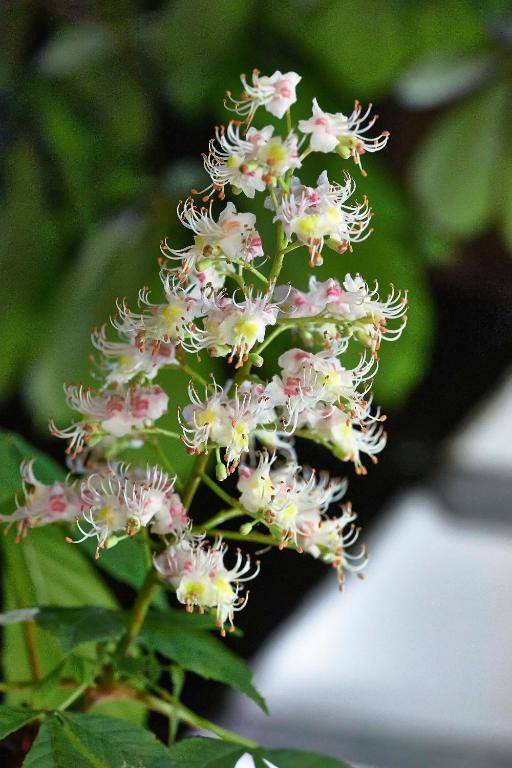 Self Check-In Hotel David 22