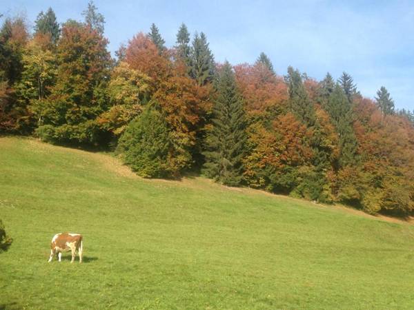 App. Seeblick Top of Interlaken