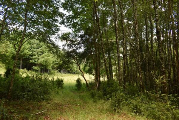 Proyecto COYAM cabañas lofts tinas privadas sendero por el bosque