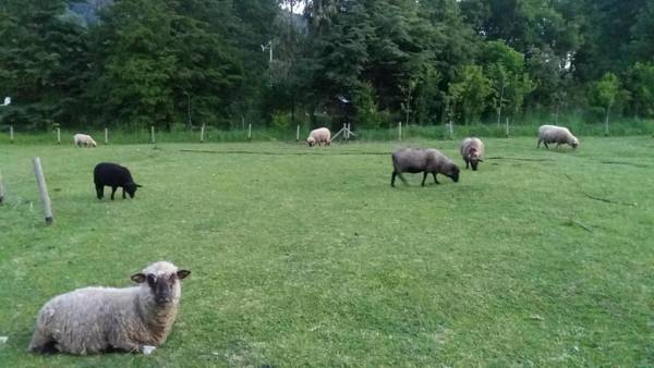 Pucón casa grande aislada en parcela camino a las termas