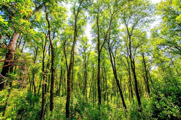 Bosque Vivo