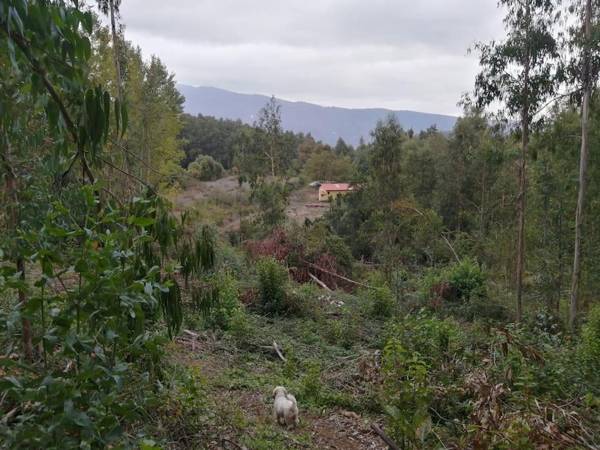 Cabaña con Chimenea en el bosque-Termas de Chillán