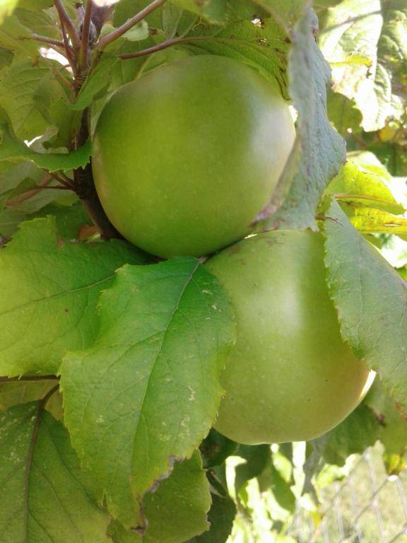 Cabañas Troncos de Alerce en Puerto Montt con tinaja caliente