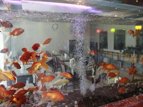 Green Tree Inn Wuhu Jiangbei Shen'gang