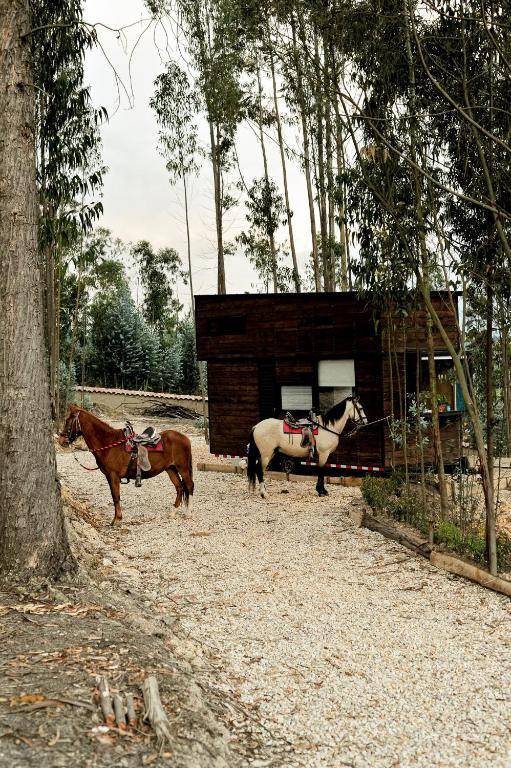 El Bosque de Paipa