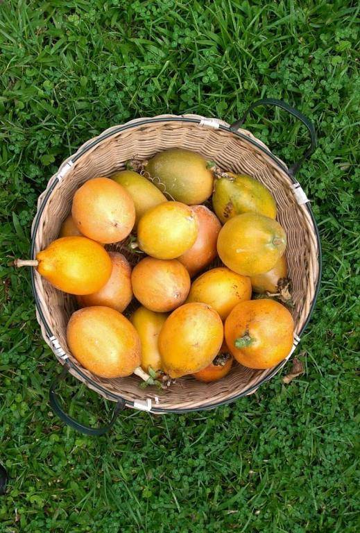 Kantarrana Casa de Campo