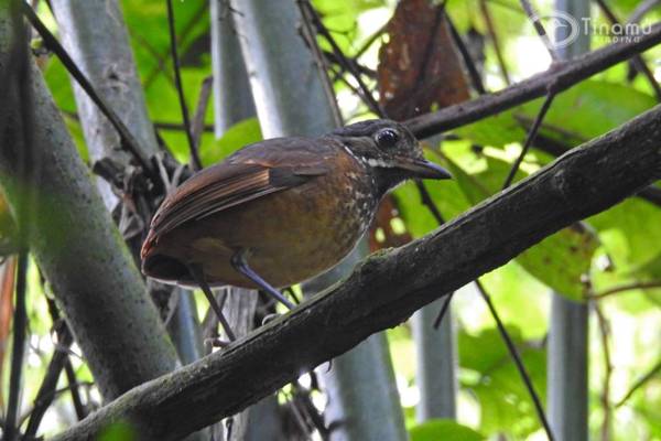 Tinamu Birding