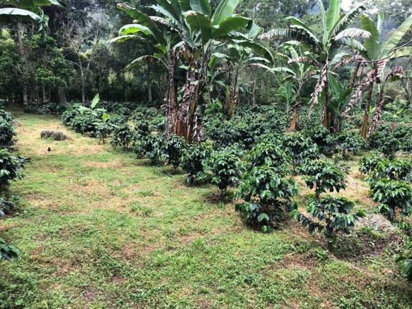 Hermosa cabaña en finca cafetera con zonas verdes avistamiento de aves paisaje cafetero