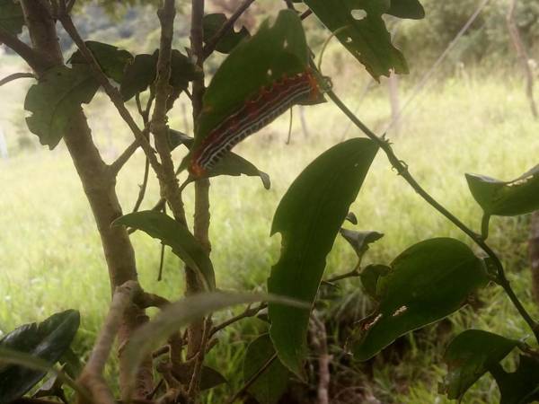 Monteverde Romantic Cottage