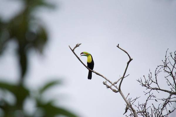 Natural Wonders House