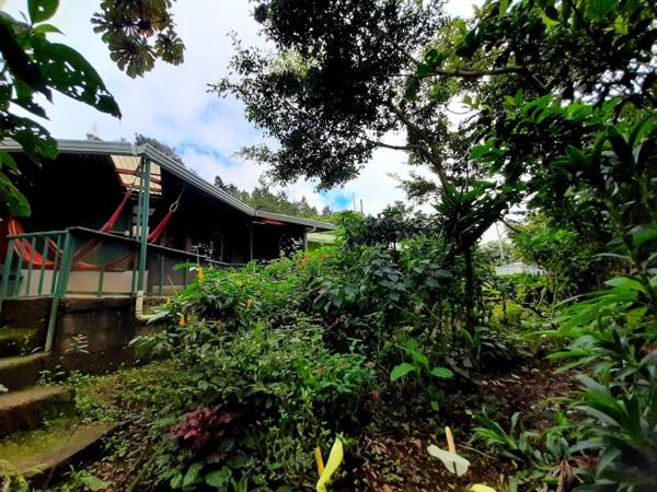 Monteverde Cecropia Paradise