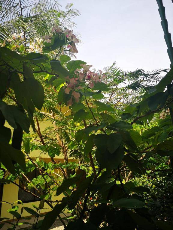 Hotel Cabinas el Tecal