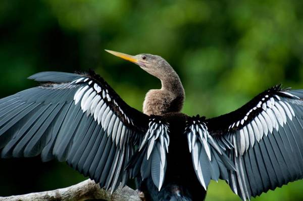 Tortuga Lodge & Gardens