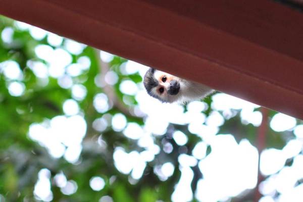 Eco-Condo Serviced Apartments in Quepos w Pool Wildlife Visits