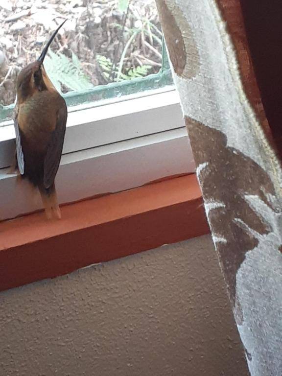 Alma del bosque Vacation Home and apartments