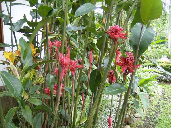 Hotel La Palapa Eco Lodge Resort