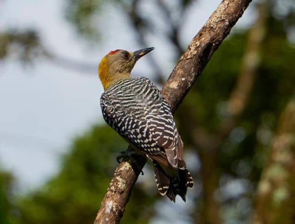 One Bedroom Villa on 20 Acres of Nature! "Bird Paradise"