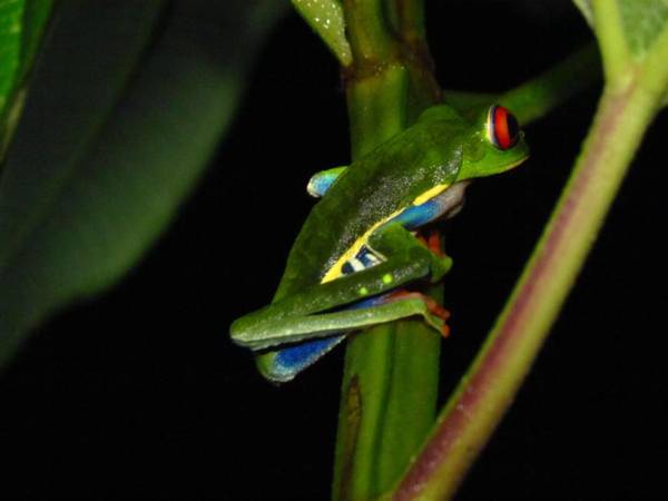 Posada Río Celeste La Amistad